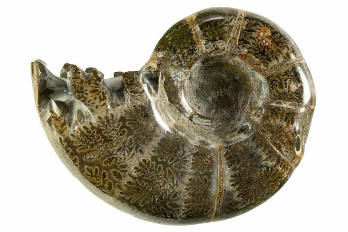 Polished, Chambered Ammonite (Argonauticeras) Fossil - Madagascar #327349